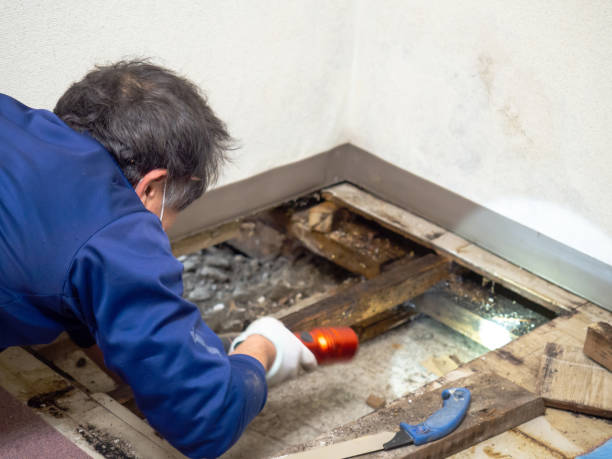 Best Attic Mold Removal  in La Grulla, TX