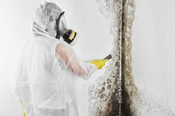 Best Mold Cleaning Services  in La Grulla, TX