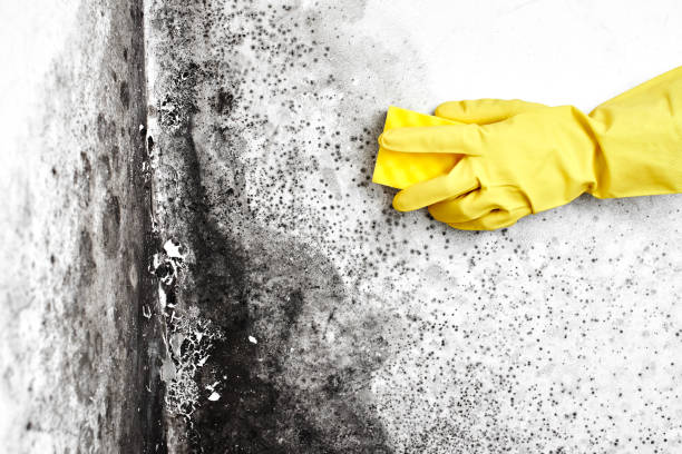 Best Toxic Mold Removal  in La Grulla, TX