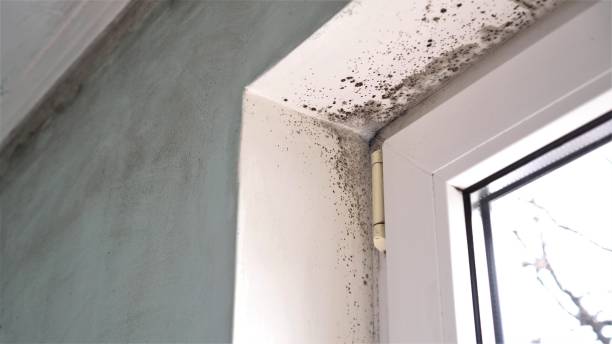 Best Commercial Mold Removal  in La Grulla, TX