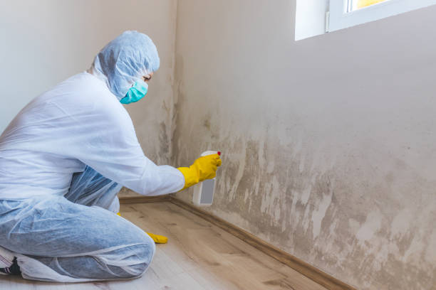 Best Toxic Mold Removal  in La Grulla, TX