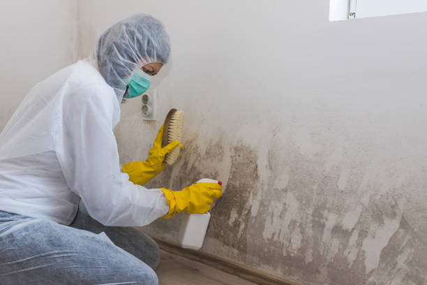 La Grulla, TX Mold Removal Company