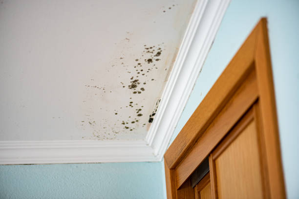 Best Commercial Mold Removal  in La Grulla, TX