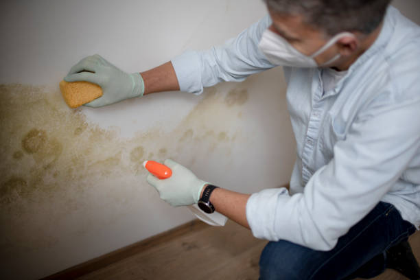 Best Commercial Mold Removal  in La Grulla, TX