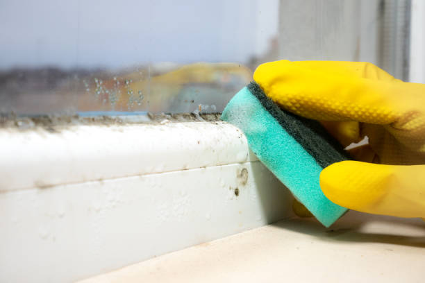 Best Mold Damage Repair  in La Grulla, TX