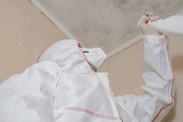 Best Toxic Mold Removal  in La Grulla, TX