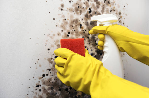Best Same-Day Mold Removal  in La Grulla, TX