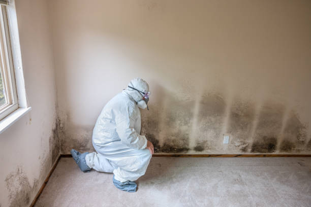 Best Office Mold Removal Services  in La Grulla, TX