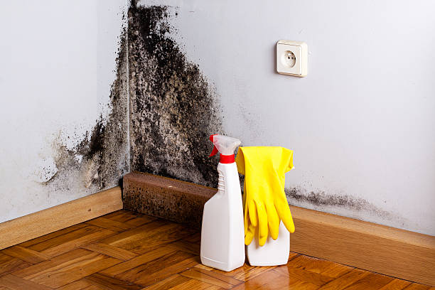 Mold Removal Process in La Grulla, TX