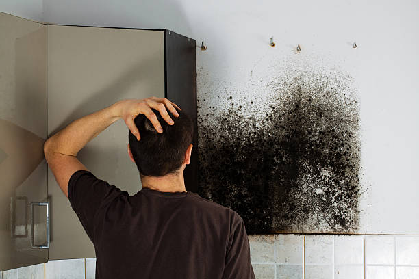 Best Commercial Mold Removal  in La Grulla, TX