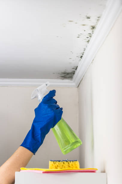 Best Same-Day Mold Removal  in La Grulla, TX