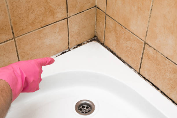 Best Professional Mold Removal  in La Grulla, TX